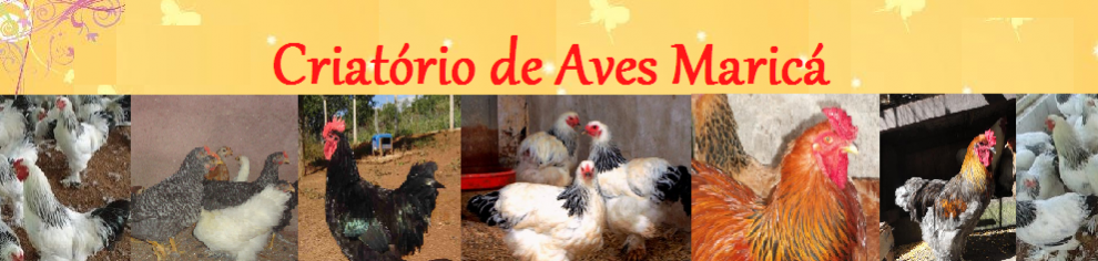 CRIATÓRIO DE AVES MARICÁ