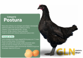 GALINHA NEGRA POEDEIRA